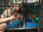 Samantha - Mixed Breed Dog