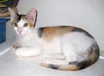 Wong Mui Kitten - Domestic Short Hair Cat