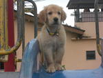 Zoo - Golden Retriever Dog