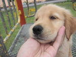 Zoo - Golden Retriever Dog