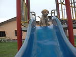 Zoo - Golden Retriever Dog