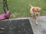 Zoo - Golden Retriever Dog