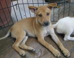 Many Puppies - Mixed Breed Dog