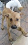 Many Puppies - Mixed Breed Dog