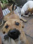 Many Puppies - Mixed Breed Dog