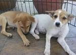 Many Puppies - Mixed Breed Dog