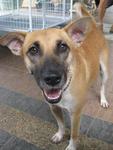 Smiling Brown Doggy - Mixed Breed Dog