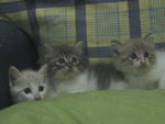 3 little kitten..Berry, Merry and Beline..