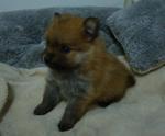 Brownies - Pomeranian Dog