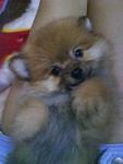 Brownies - Pomeranian Dog