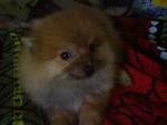 Brownies - Pomeranian Dog