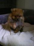 Brownies - Pomeranian Dog