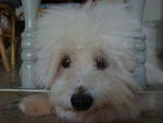 Casper - Bichon Frise Dog