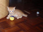 Ginger - Domestic Short Hair Cat