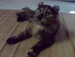 Mysuri Ratnasari - American Curl Cat