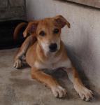 Rocky waiting patiently for a home