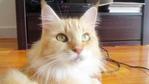 Wildfire - Maine Coon Cat