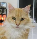 Wildfire - Maine Coon Cat