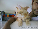 Adeputra - Domestic Medium Hair Cat