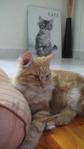 Adeputra - Domestic Medium Hair Cat