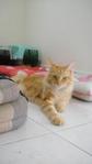 Adeputra - Domestic Medium Hair Cat