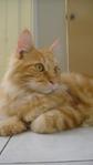 Adeputra - Domestic Medium Hair Cat