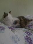 Ayiena And Sayieda - Domestic Short Hair Cat