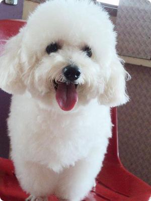 Momo - Poodle Dog