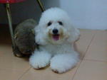 Momo - Poodle Dog