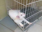 Snowflake - Domestic Short Hair Cat