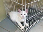 Snowflake - Domestic Short Hair Cat