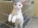 Snowflake - Domestic Short Hair Cat