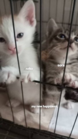 Neko &amp; Sora - American Shorthair Cat