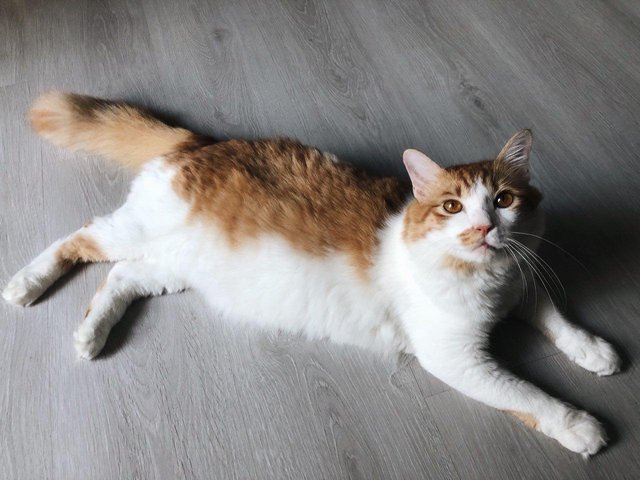 Peanut - Domestic Long Hair + Persian Cat