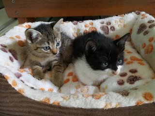 Mira & Zorra relaxing in their favourite bed