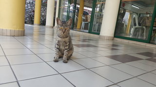 Tabie Boy - Domestic Short Hair Cat