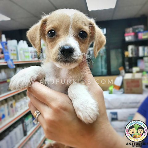 Adorable Male Jack Russel M1ix Chihuahua  - Jack Russell Terrier + Chihuahua Dog