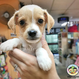 Adorable Male Jack Russel M1ix Chihuahua  - Jack Russell Terrier + Chihuahua Dog