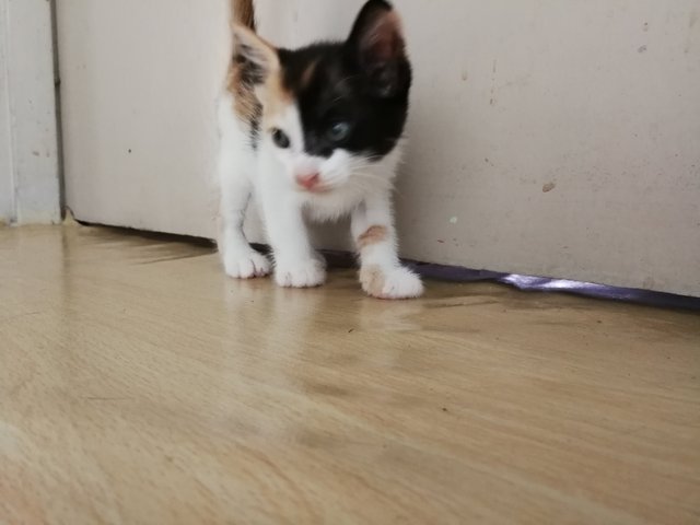 Cici, Lulu  - Domestic Medium Hair Cat