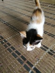 Lulu
