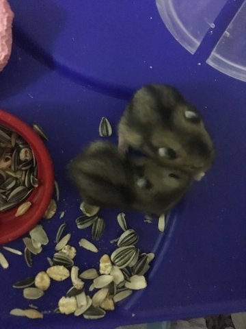 Two Male Baby Hamsters - Short Dwarf Hamster Hamster