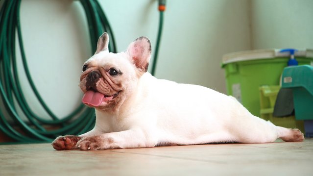 Snowball - French Bulldog Dog