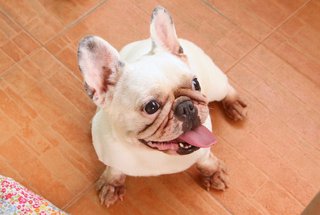 Snowball - French Bulldog Dog