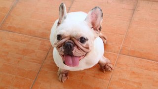 Snowball - French Bulldog Dog