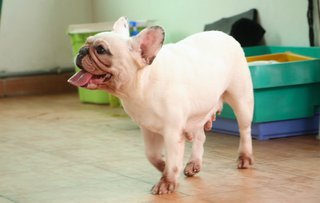 Snowball - French Bulldog Dog