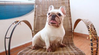 Snowball - French Bulldog Dog