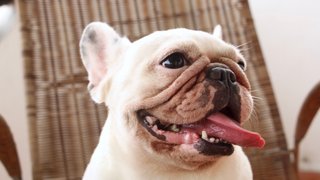 Snowball - French Bulldog Dog