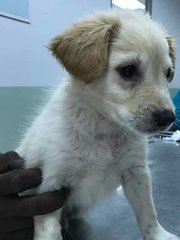 Doggie Re2 - Mixed Breed Dog
