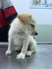 Doggie Re2 - Mixed Breed Dog