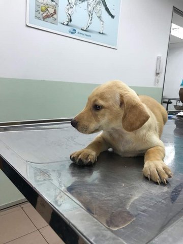 Doggie Re3 - Mixed Breed Dog